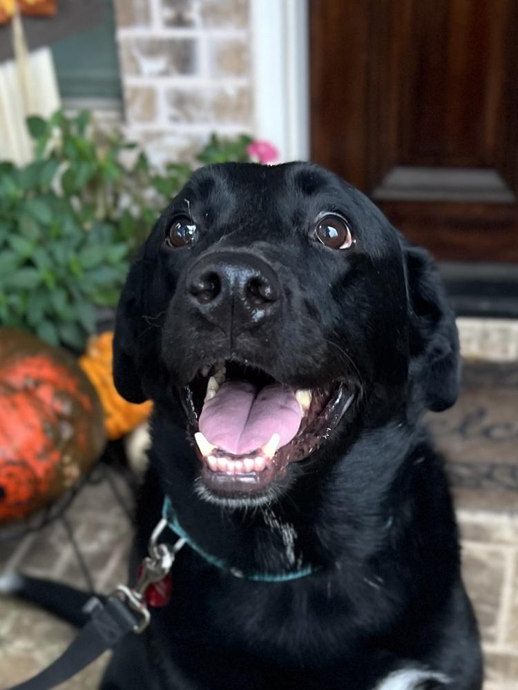 Enlarge 22-112 Rose, a Adoptable mixed breed in Richardson, TX image 6/6