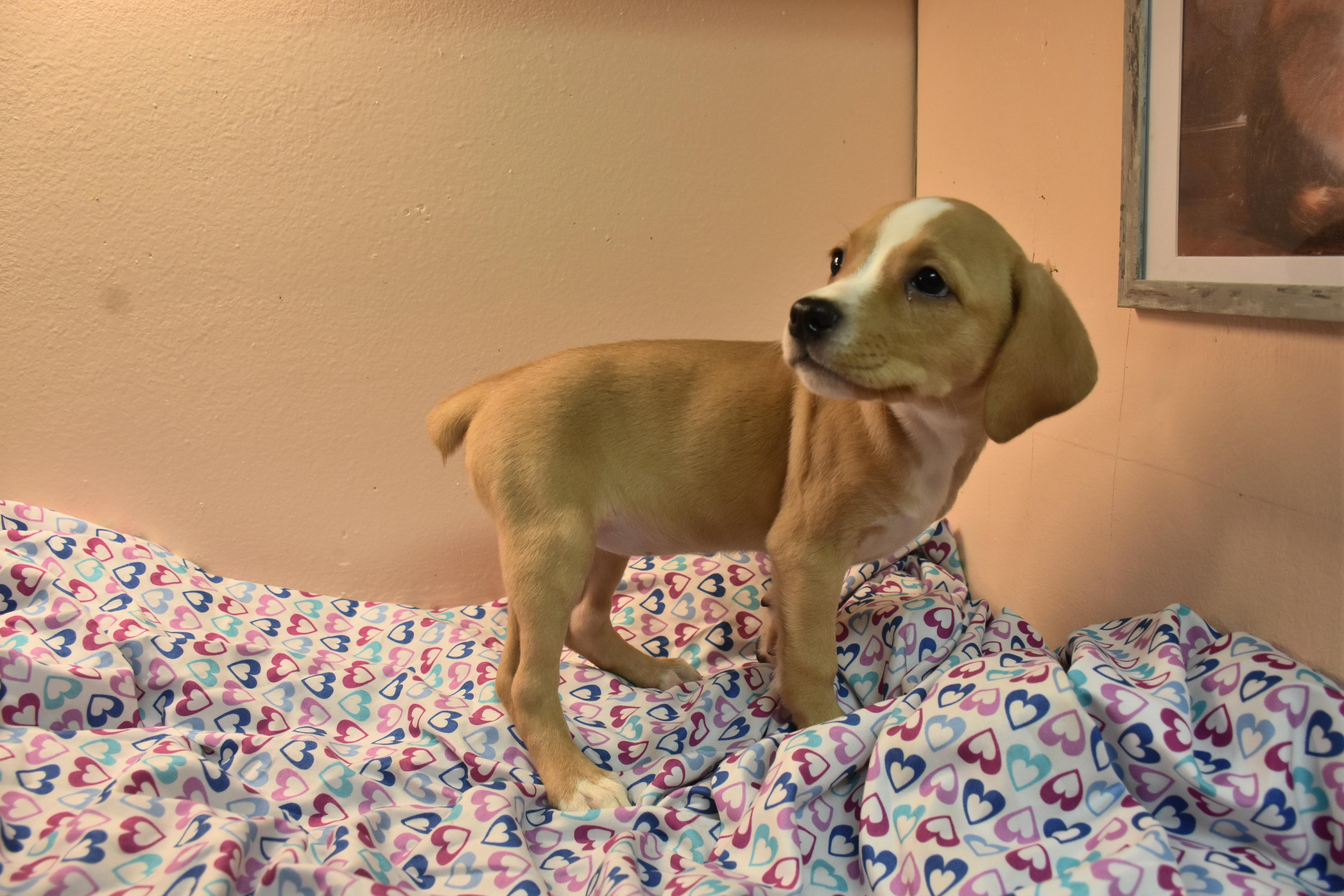 Compass, adopted, Puppy Female Beagle & Mountain Cur.
