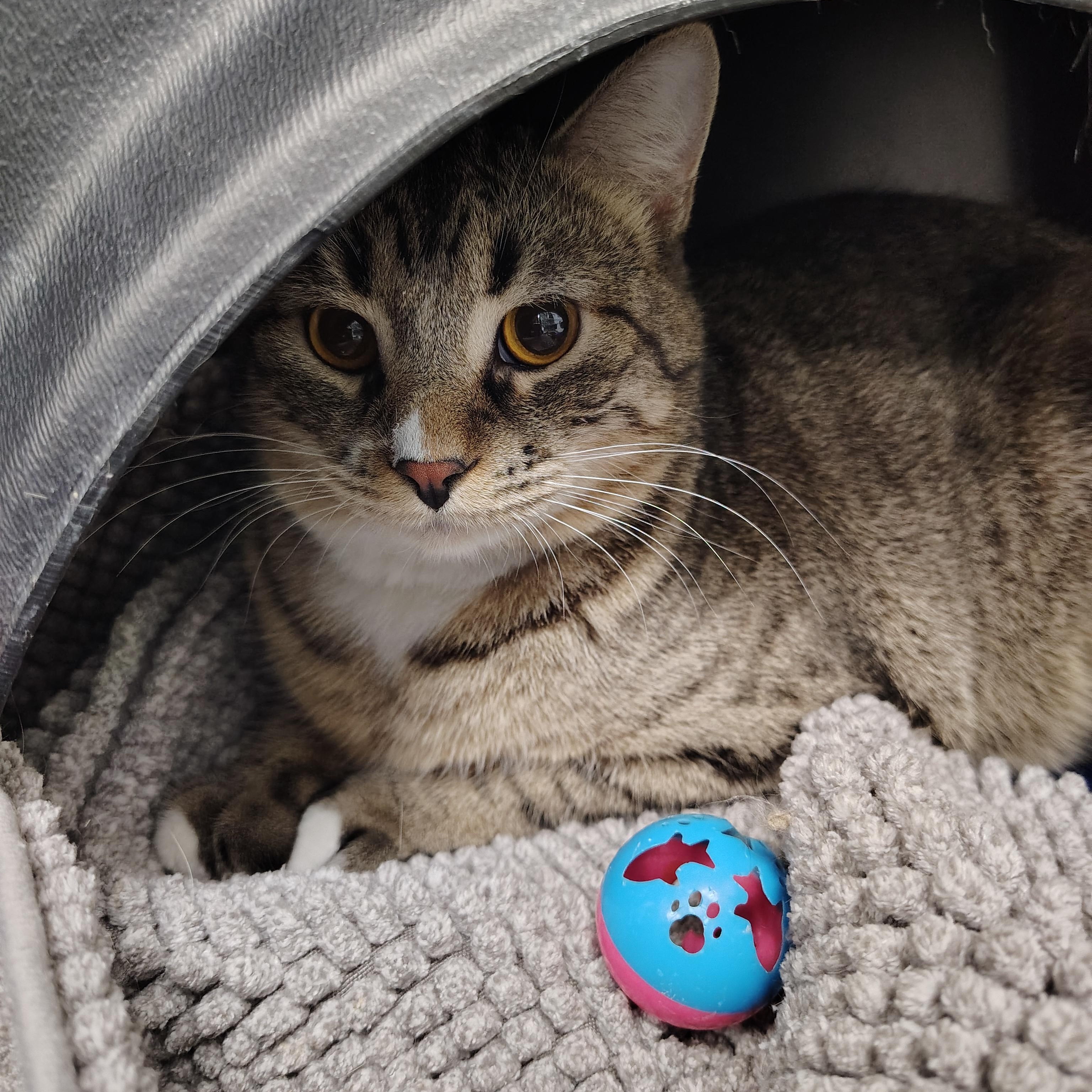 Enlarge Buddy, a ADOPTABLE Domestic Short Hair in Richmond, MO image 1/1