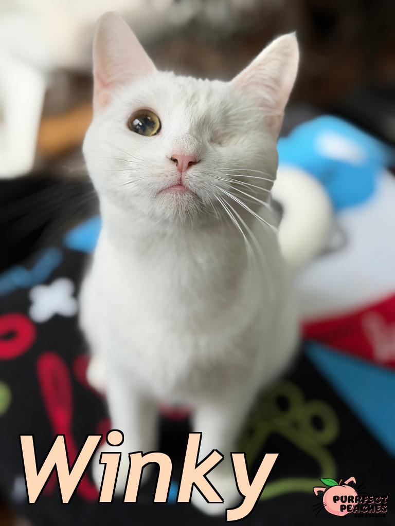 Winky, Adoptable, Young Female Domestic Short Hair.