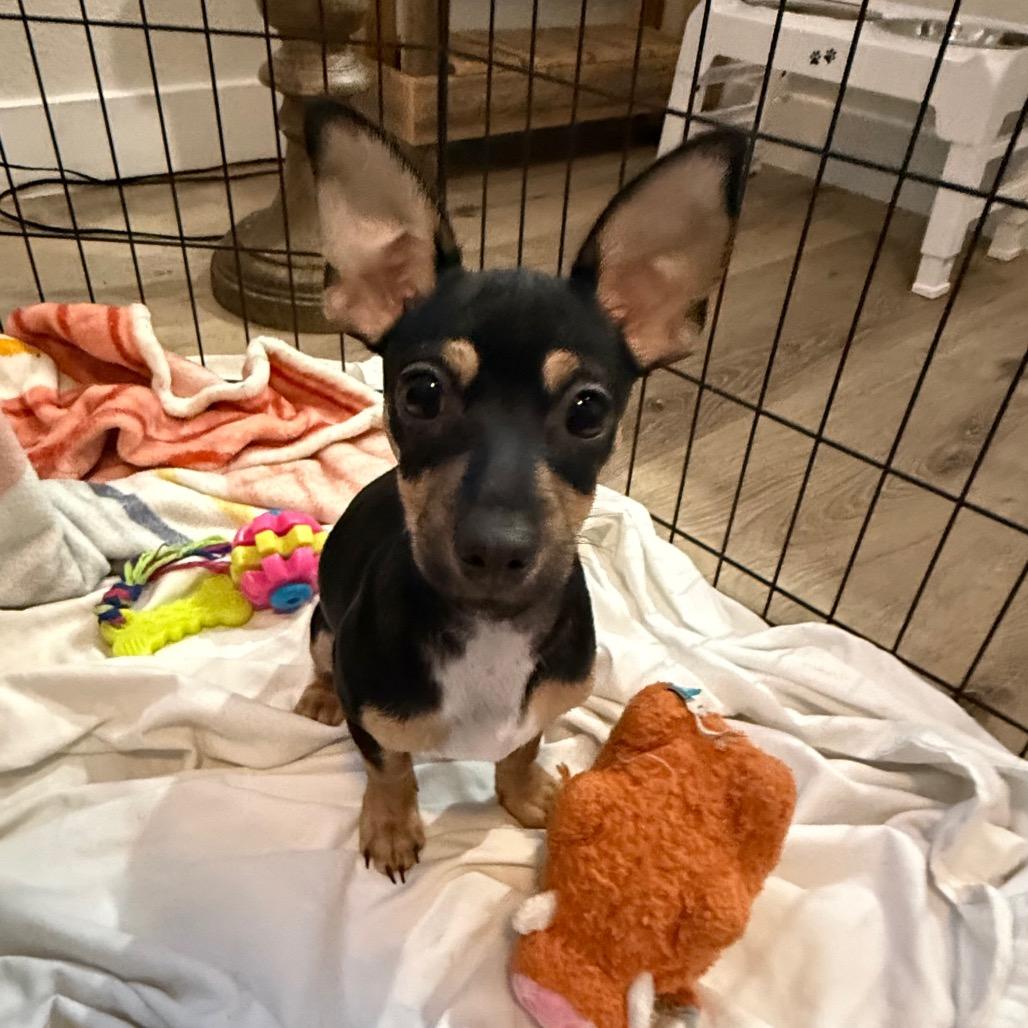 Tennesse, Adoptable, Puppy Male Chihuahua & Mixed Breed.
