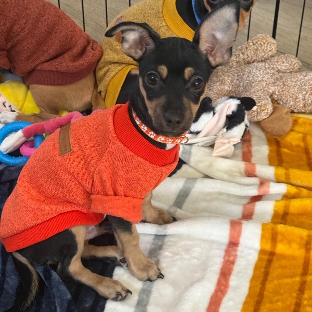 Enlarge Tennesse, a Adoptable mixed breed in Las Vegas, NV image 2/6