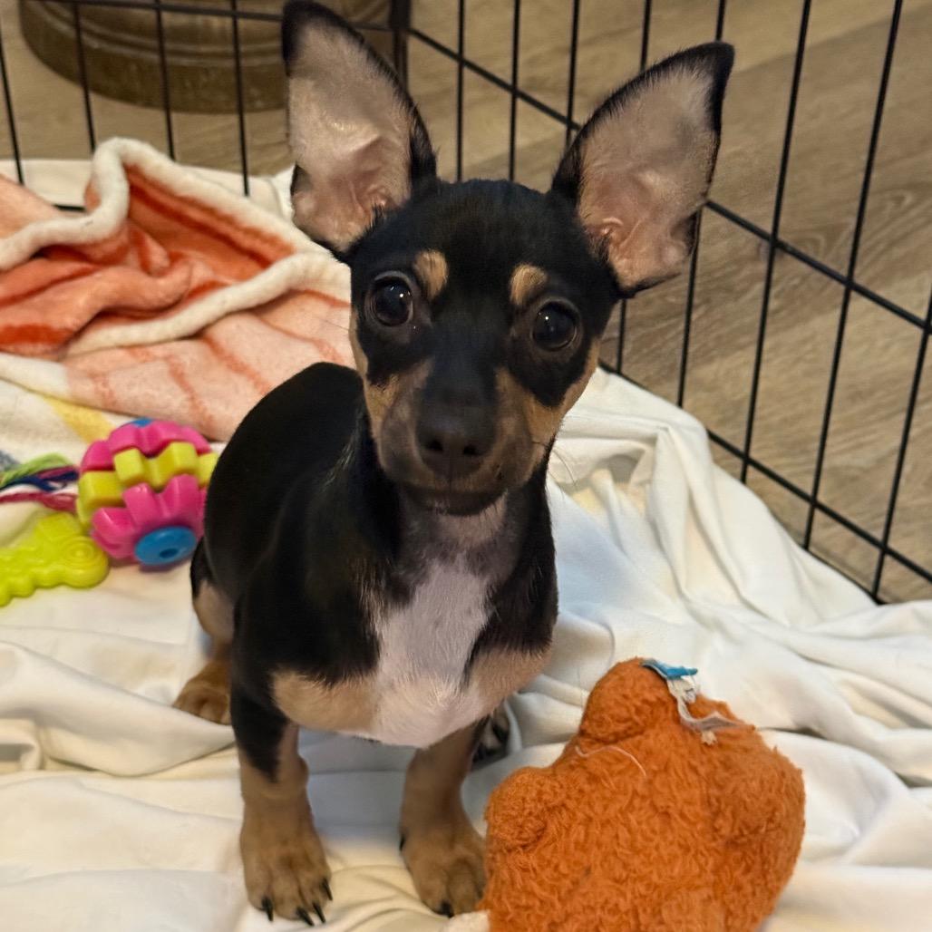 Enlarge Tennesse, a Adoptable mixed breed in Las Vegas, NV image 3/6