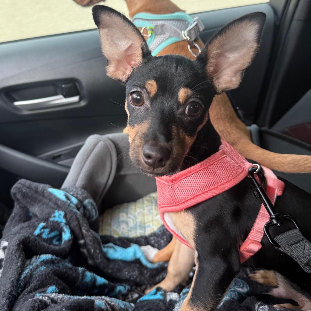 Enlarge Tennesse, a Adoptable mixed breed in Las Vegas, NV image 4/6