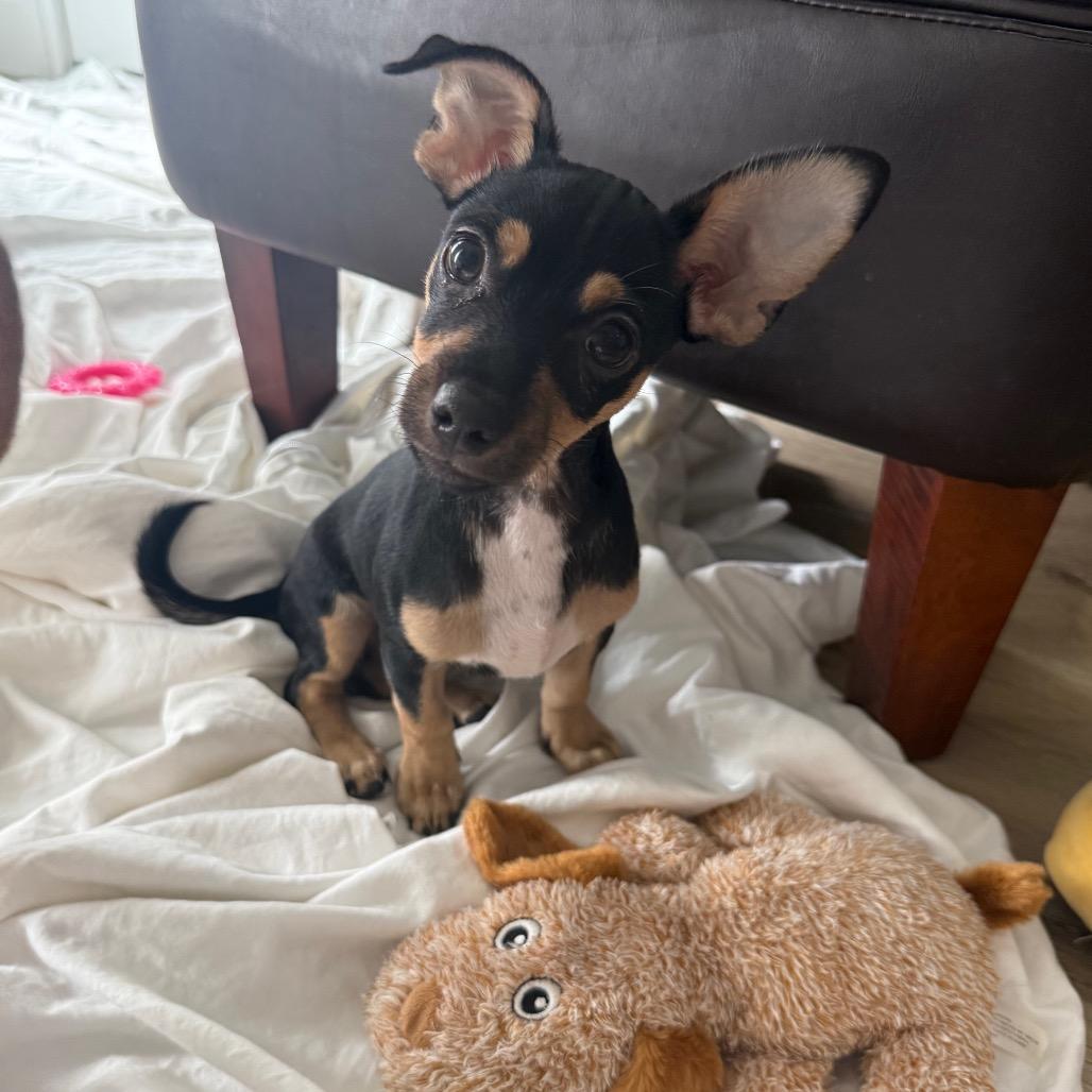 Enlarge Tennesse, a Adoptable mixed breed in Las Vegas, NV image 5/6