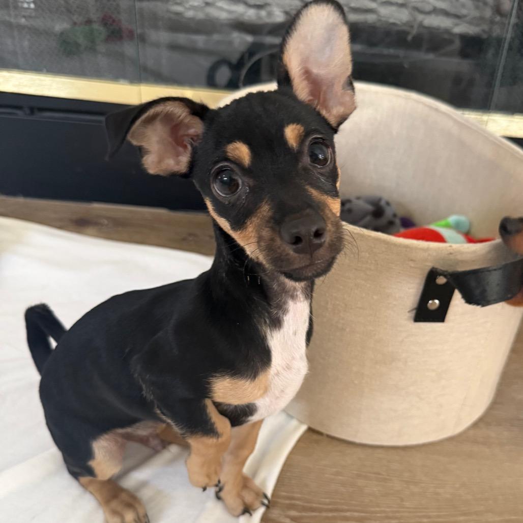Enlarge Tennesse, a Adoptable mixed breed in Las Vegas, NV image 6/6