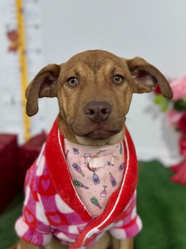 Enlarge Kiara, a Adoptable mixed breed in San Juan Capistrano, CA image 1/1