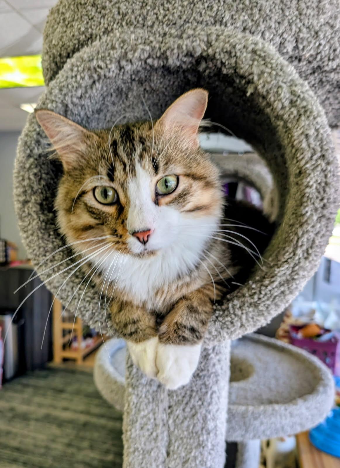 Stewie, an adopted mixed breed in Blaine , MN image 1/4