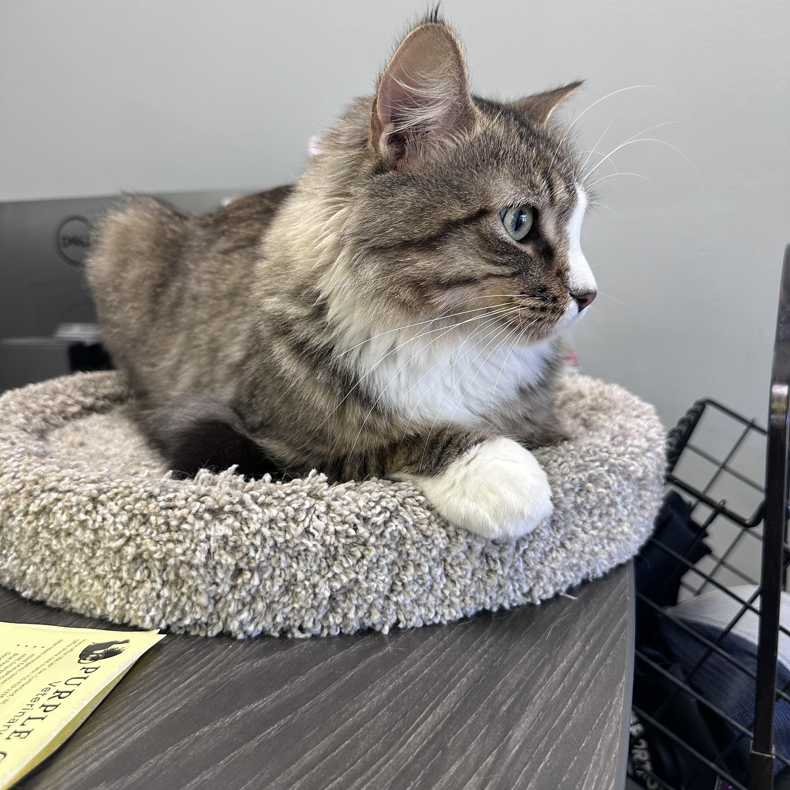 Stewie, an adopted mixed breed in Blaine , MN image 2/4