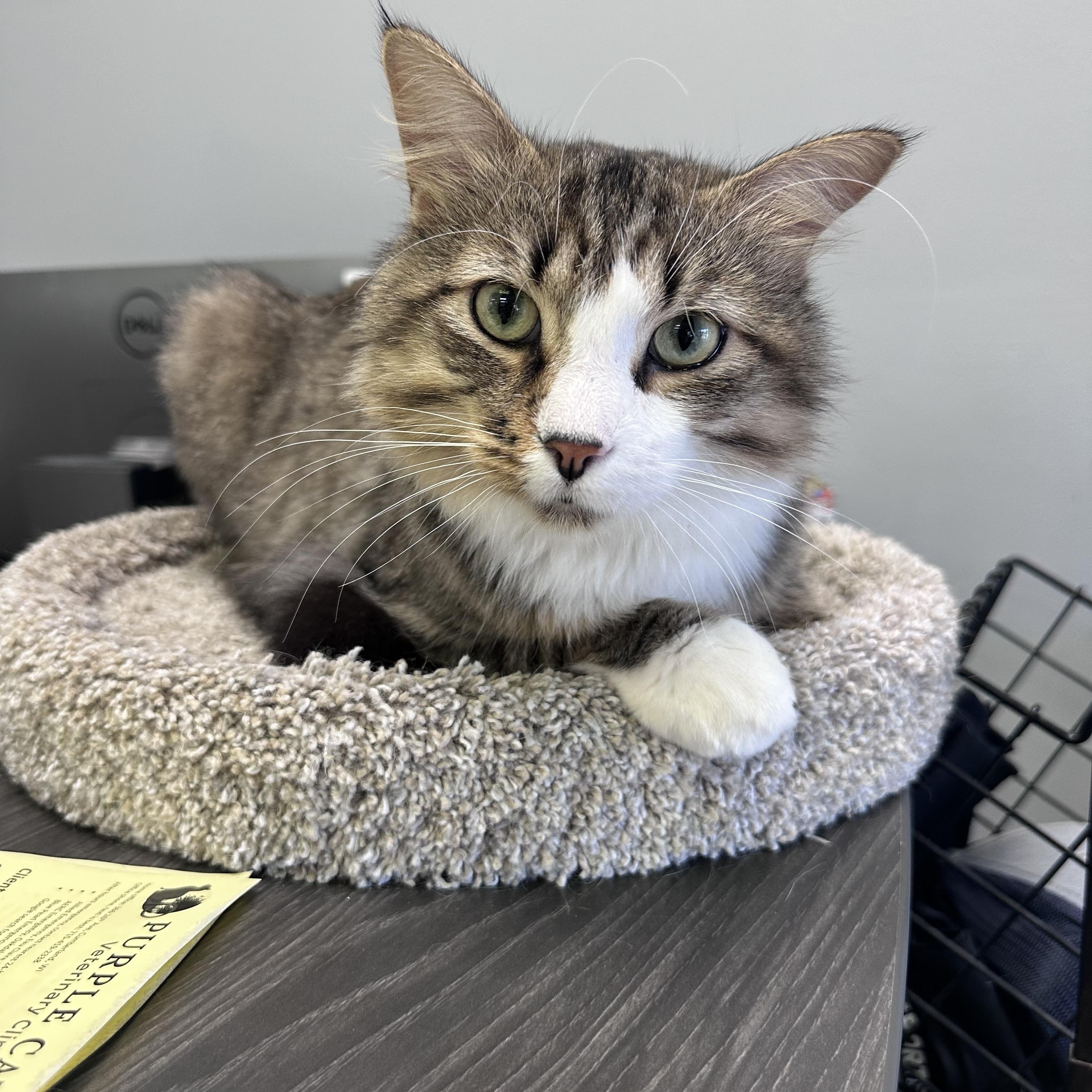 Stewie, an adopted mixed breed in Blaine , MN image 3/4