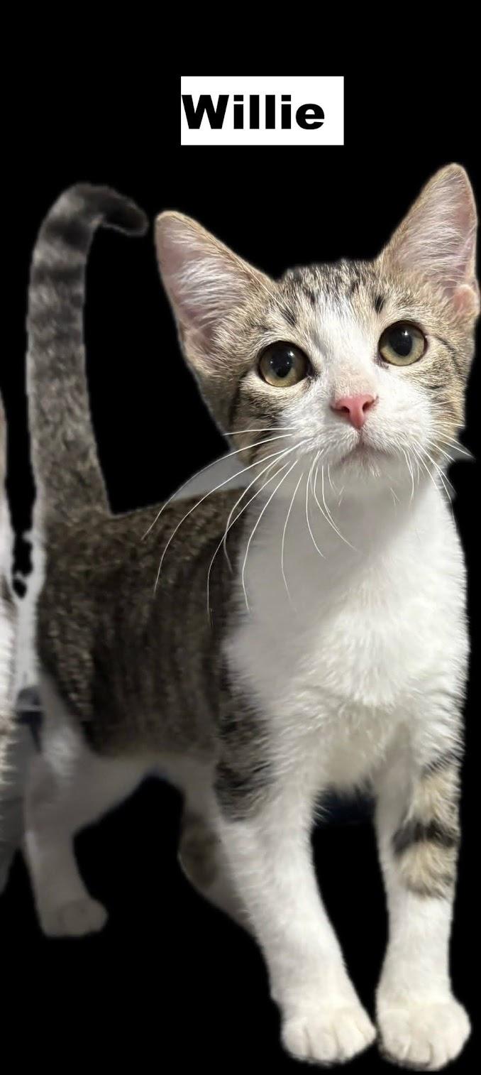Enlarge Willie, a Adopted Domestic Short Hair in Zimmerman, MN image 1/1