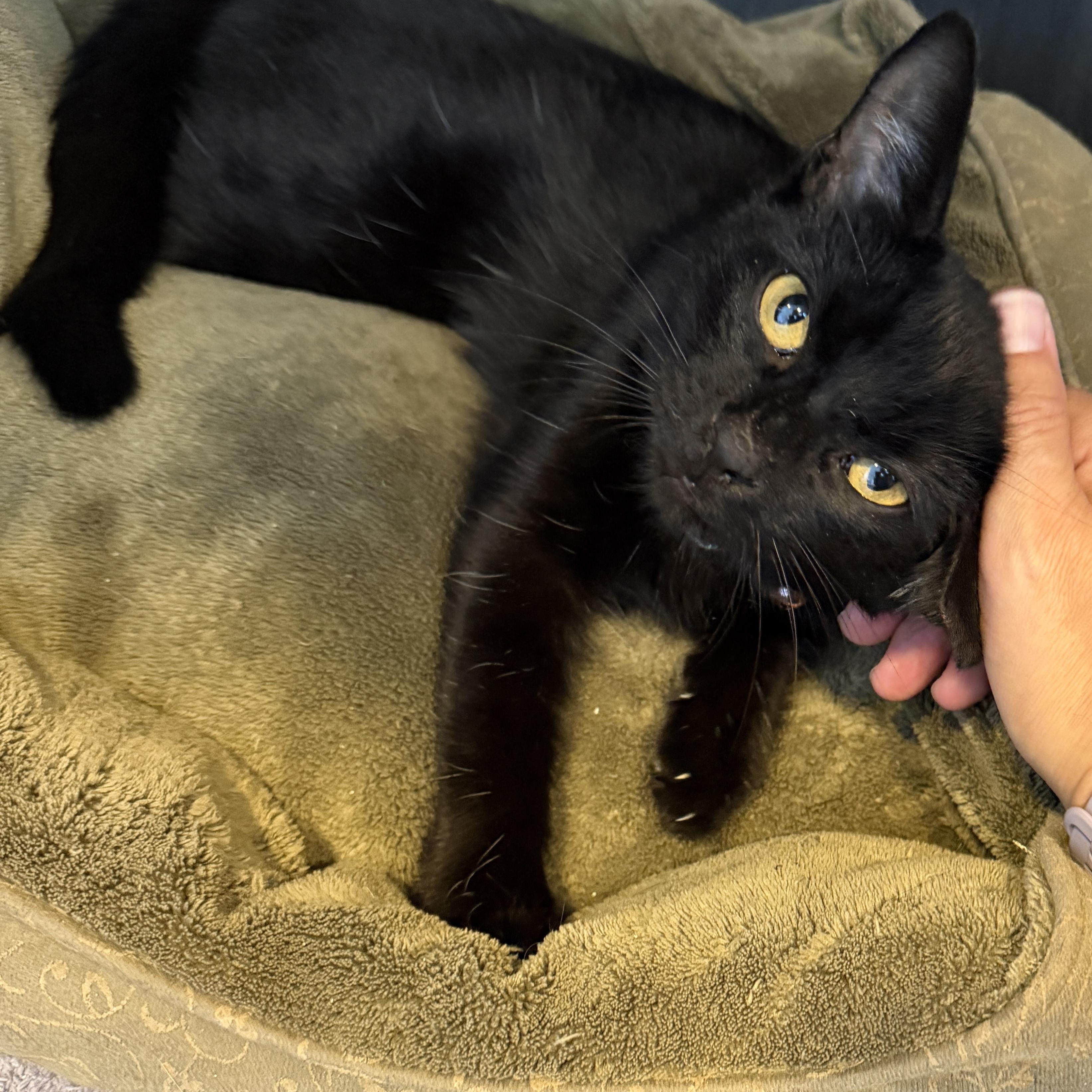 Enlarge Princess CM, a Adoptable mixed breed in Farmington Hills, MI image 4/6