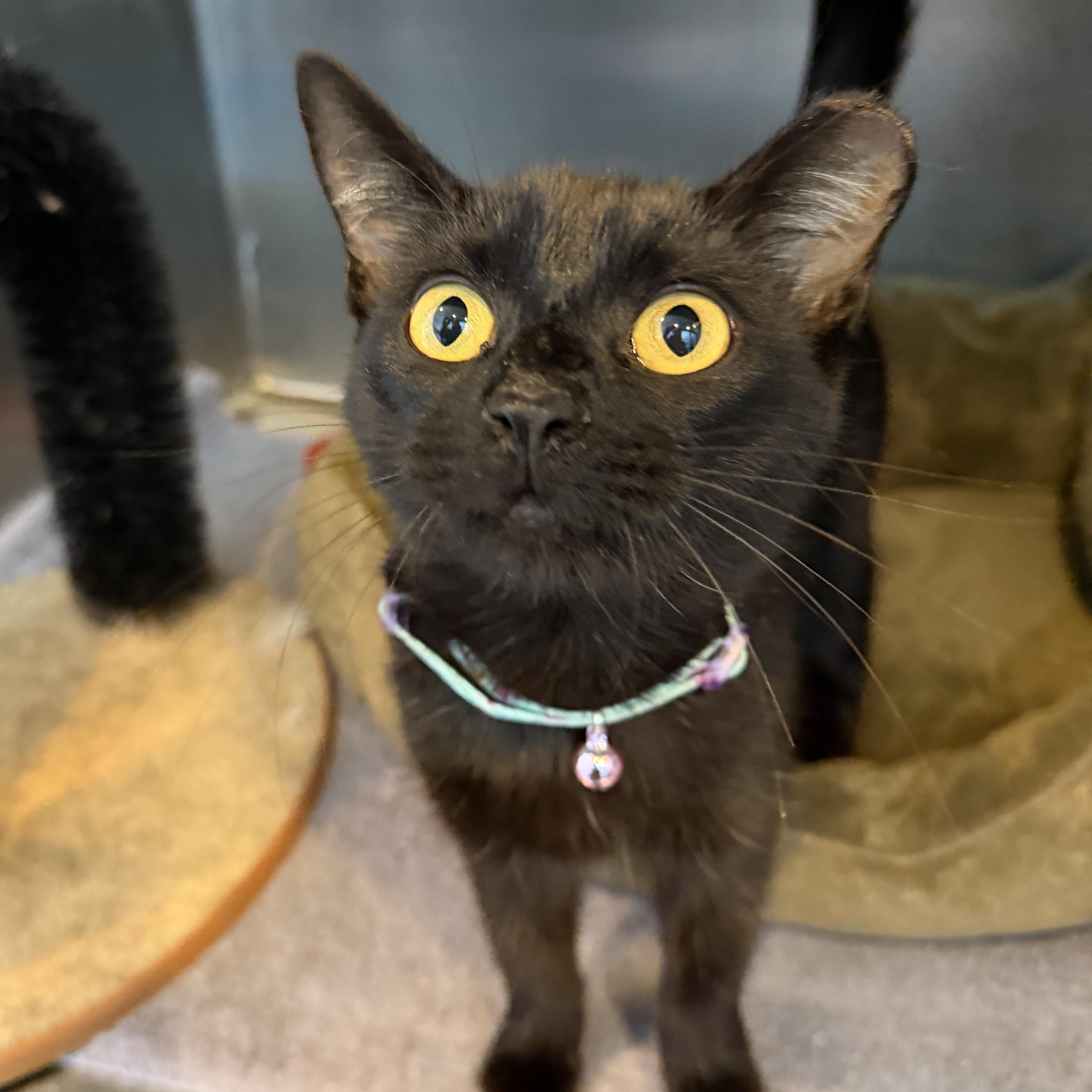 Enlarge Princess CM, a Adoptable mixed breed in Farmington Hills, MI image 6/6