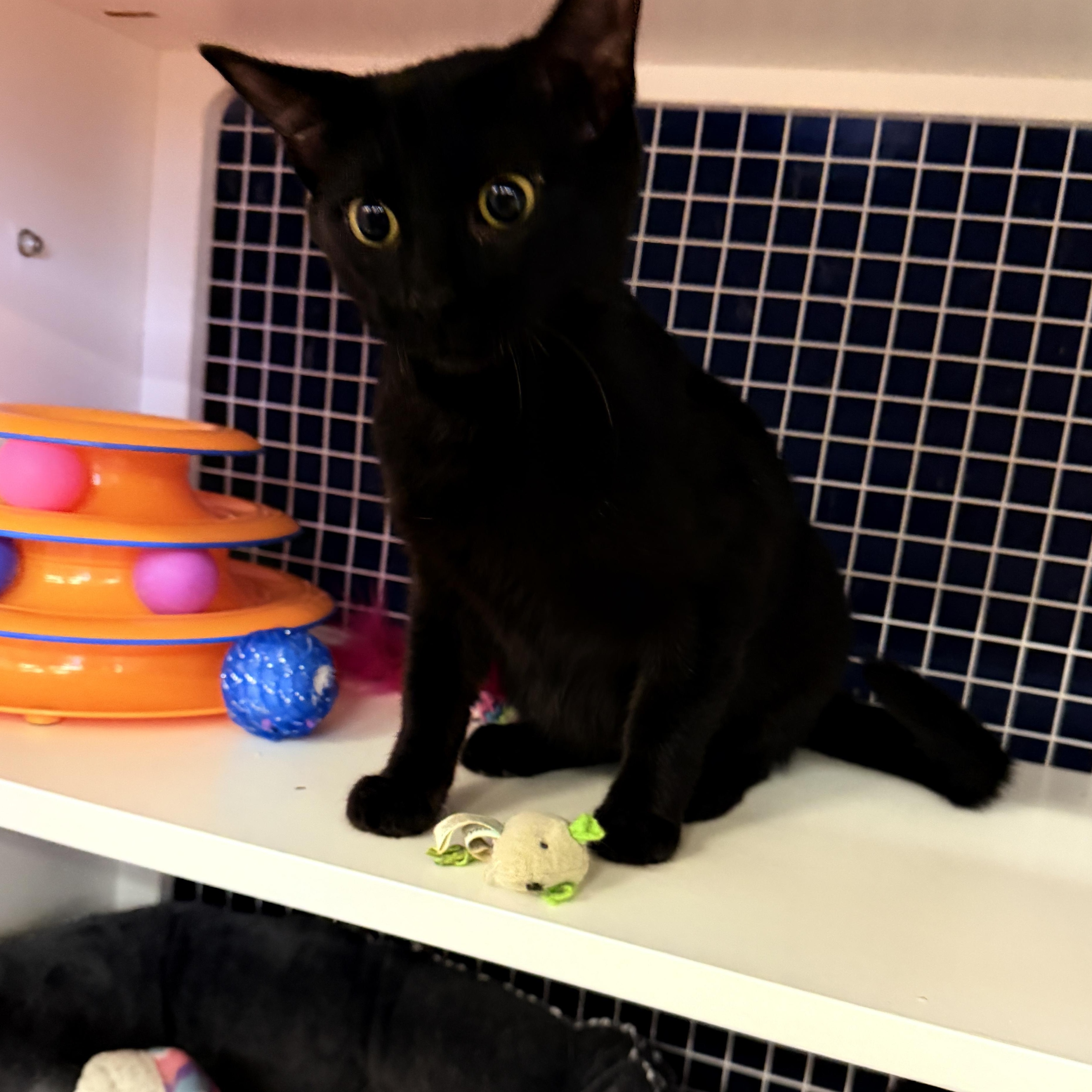 Enlarge Princess CM, a Adoptable mixed breed in Farmington Hills, MI image 3/6