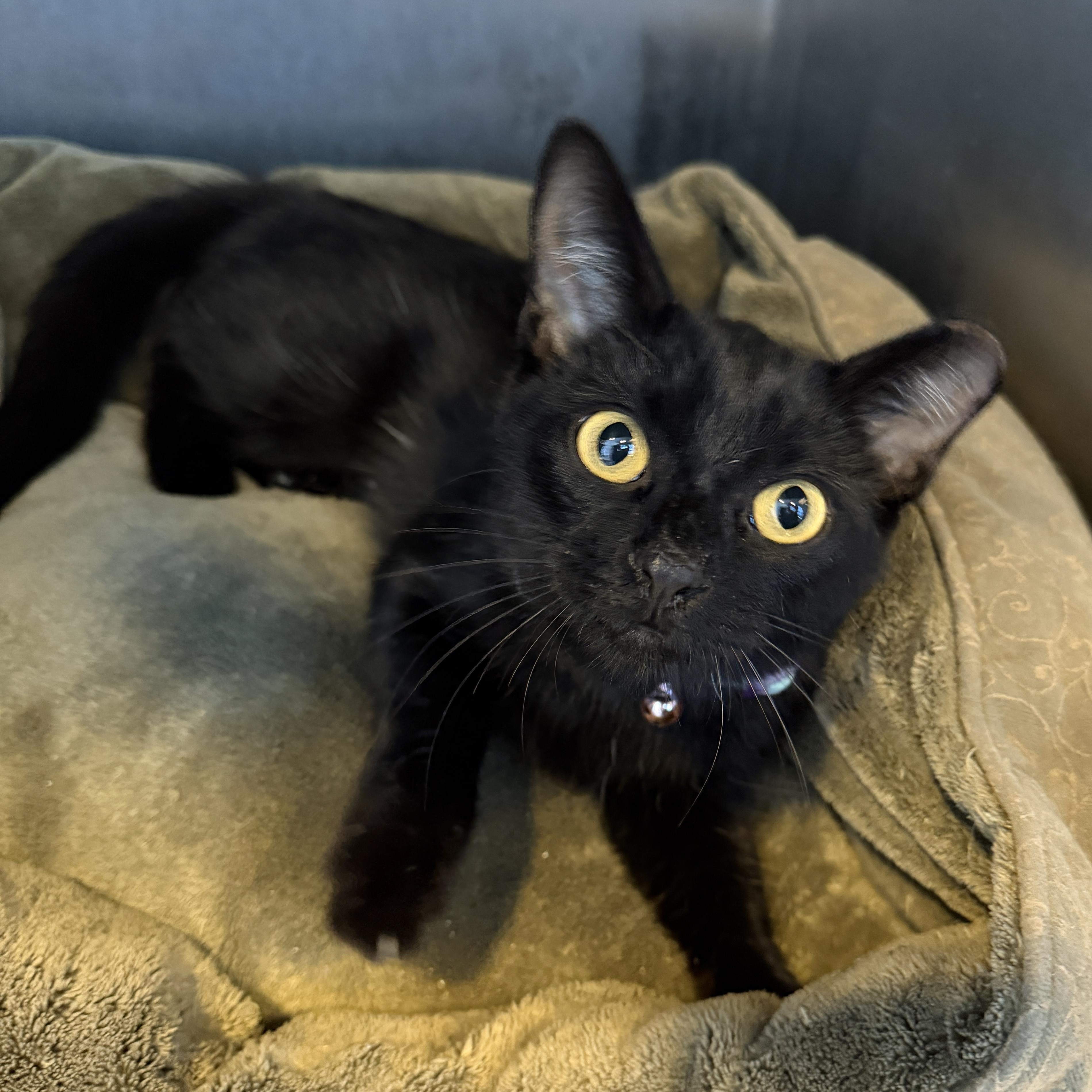 Enlarge Princess CM, a Adoptable mixed breed in Farmington Hills, MI image 2/6