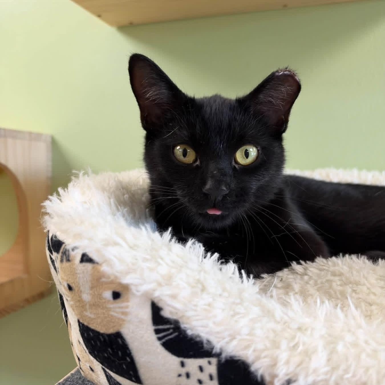 Princess CM, Adoptable, Kitten Female Domestic Short Hair & Bombay.