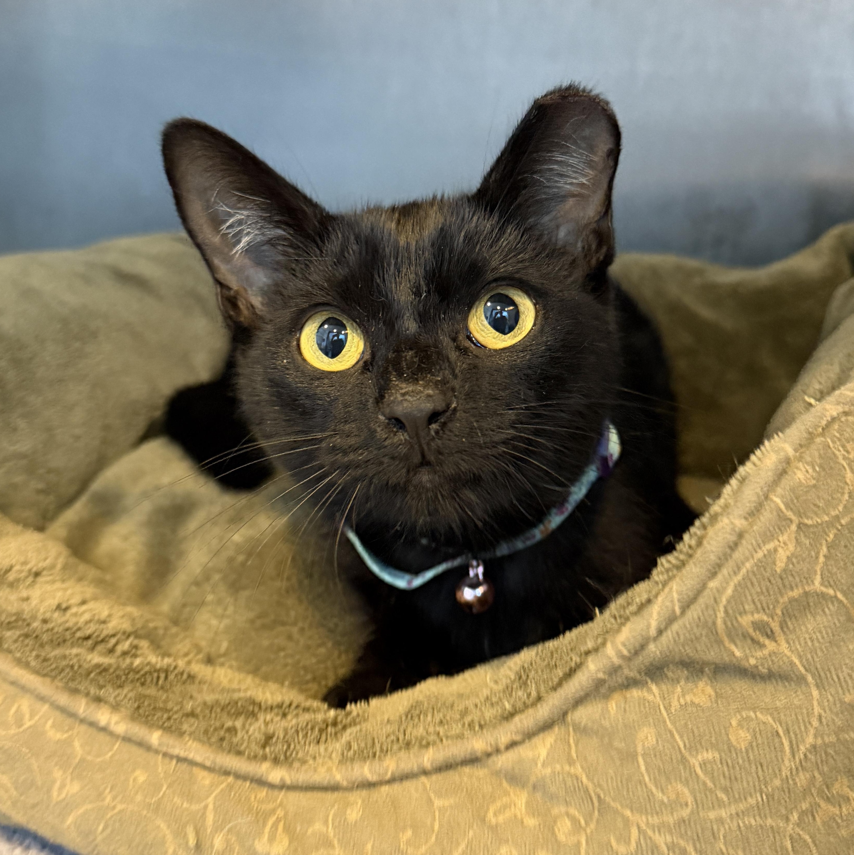 Enlarge Princess CM, a Adoptable mixed breed in Farmington Hills, MI image 5/6