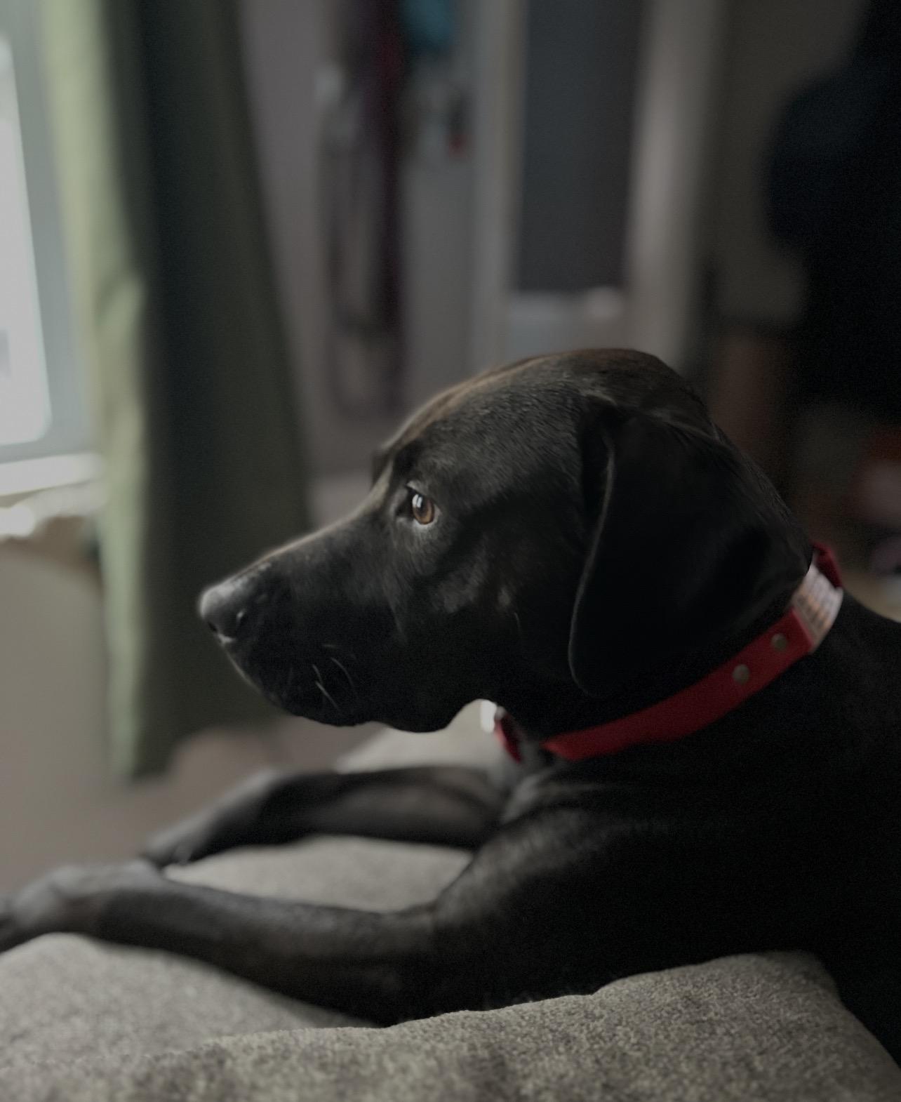 Bubbles, adopted, Adult Female Black Labrador Retriever.