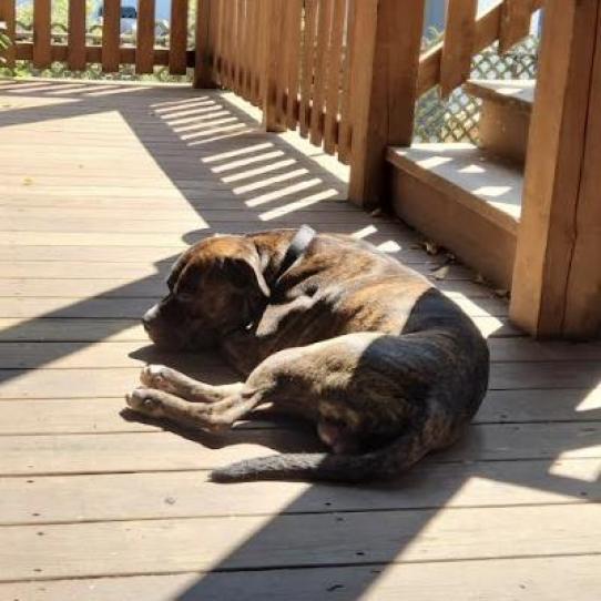 Enlarge Houdini, a Adoptable mixed breed in Oak Park, IL image 1/4