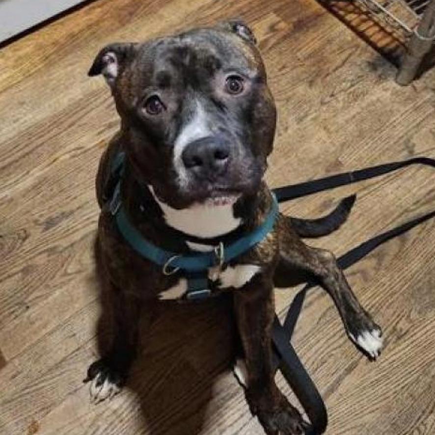 Enlarge Houdini, a Adoptable mixed breed in Oak Park, IL image 2/4