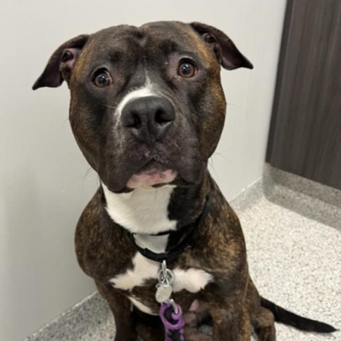 Enlarge Houdini, a Adoptable mixed breed in Oak Park, IL image 3/4