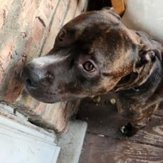 Enlarge Houdini, a Adoptable mixed breed in Oak Park, IL image 4/4