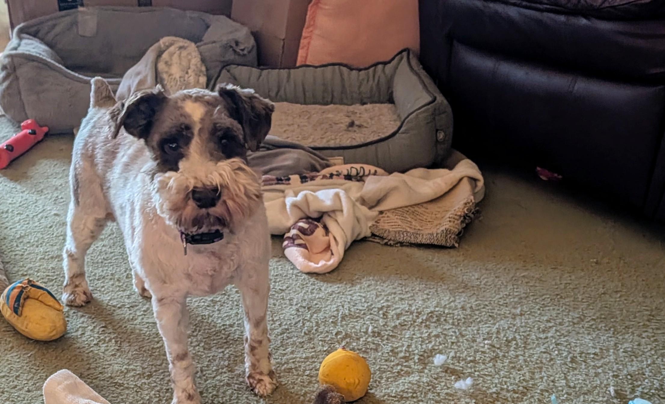 Brodi, Adoptable, Adult Male Miniature Schnauzer.