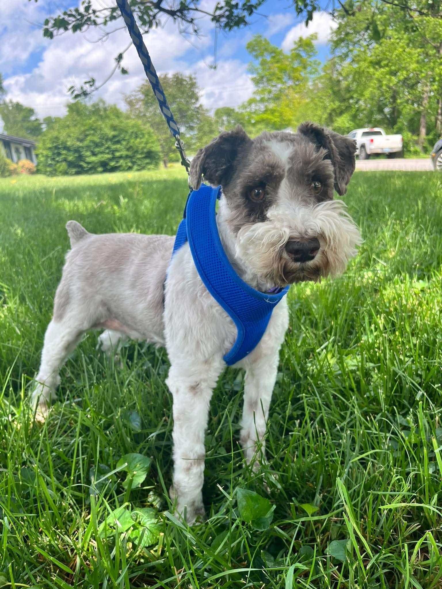 Enlarge Brodi, a Adoptable mixed breed in Richmond, KY image 2/4