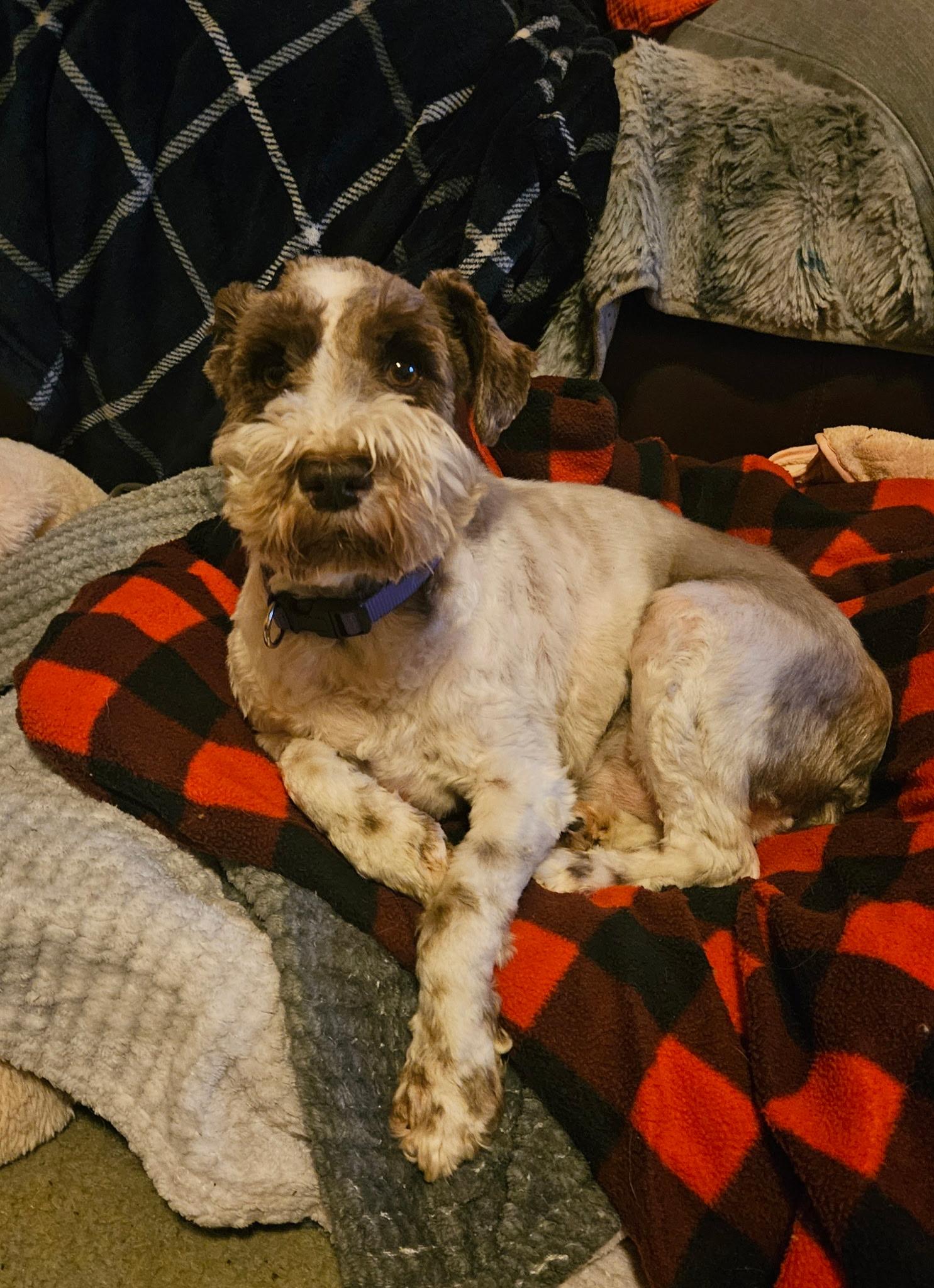 Enlarge Brodi, a Adoptable mixed breed in Richmond, KY image 3/4