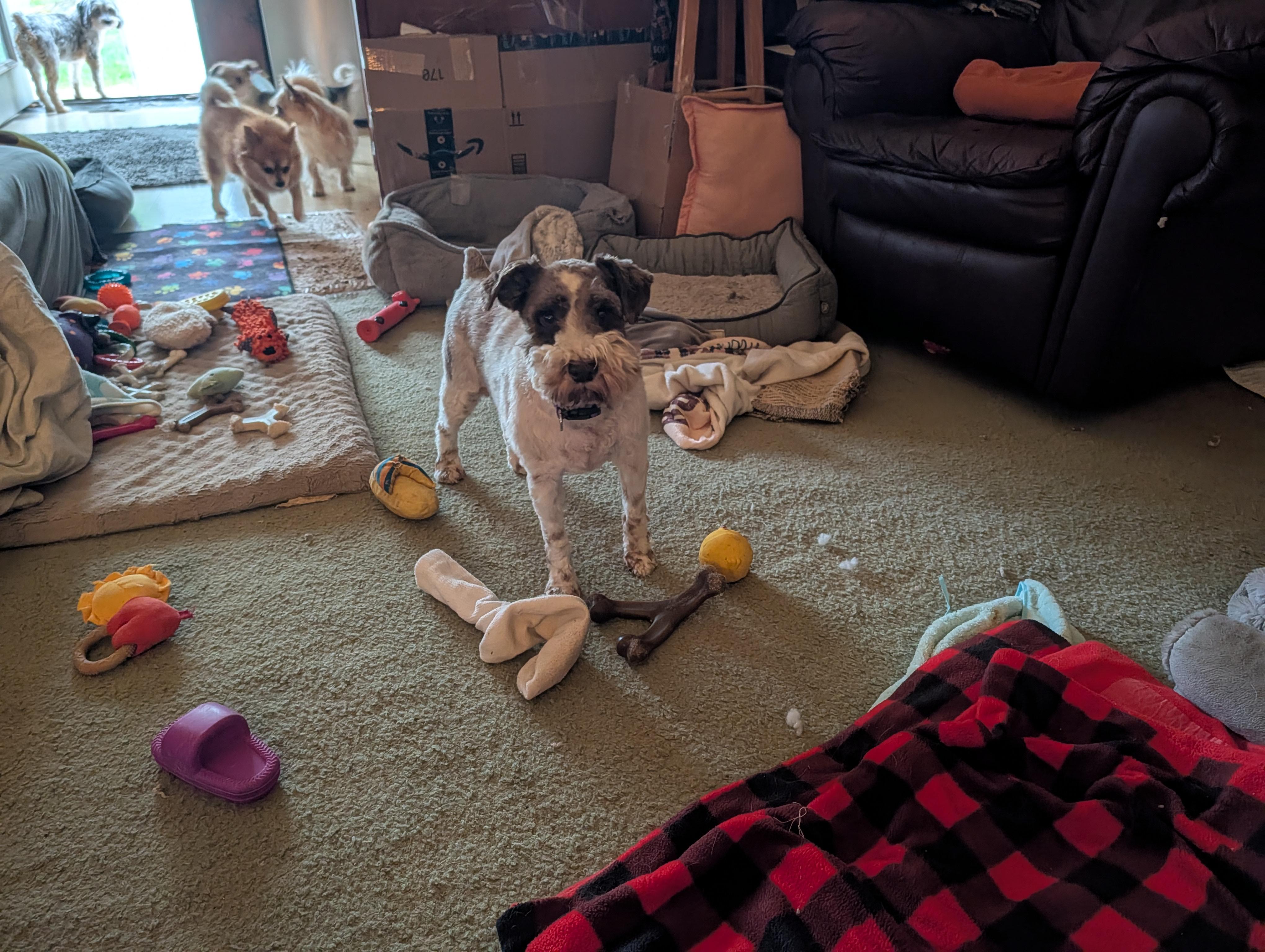 Enlarge Brodi, a Adoptable mixed breed in Richmond, KY image 4/4