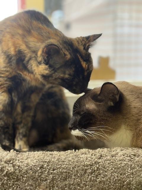 Enlarge Bonnie & Clyde, a Adoptable Tortoiseshell in Grass Valley, CA image 3/6