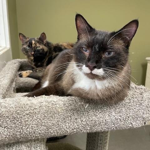Enlarge Bonnie & Clyde, a Adoptable Tortoiseshell in Grass Valley, CA image 4/6