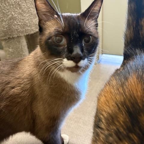 Enlarge Bonnie & Clyde, a Adoptable Tortoiseshell in Grass Valley, CA image 6/6