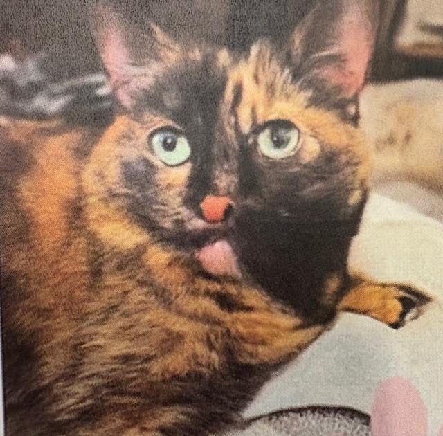 Bonnie, Adoptable, Adult Female Tortoiseshell.