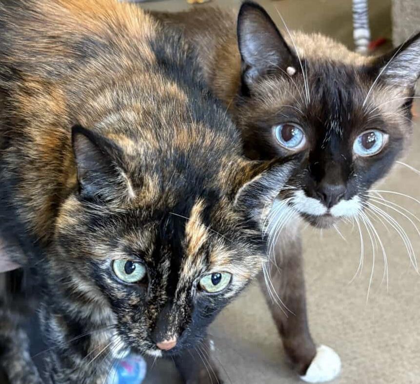 Bonnie & Clyde, Adoptable, Adult Female Tortoiseshell.