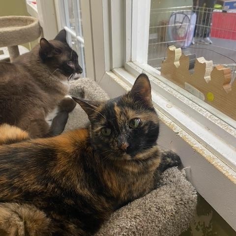 Enlarge Bonnie & Clyde, a Adoptable Tortoiseshell in Grass Valley, CA image 5/6