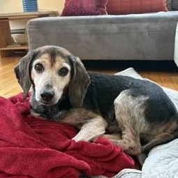 Zeus, ADOPTABLE, Adult Male Beagle.