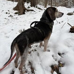 Enlarge Zeus, a ADOPTABLE mixed breed in Ithaca, NY image 2/2
