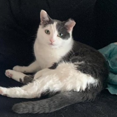 Enlarge Felicity, a Adoptable mixed breed in Chicago, IL image 1/3