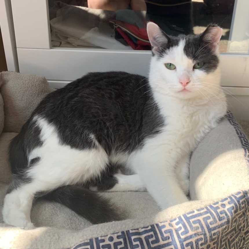 Enlarge Felicity, a Adoptable mixed breed in Chicago, IL image 2/3