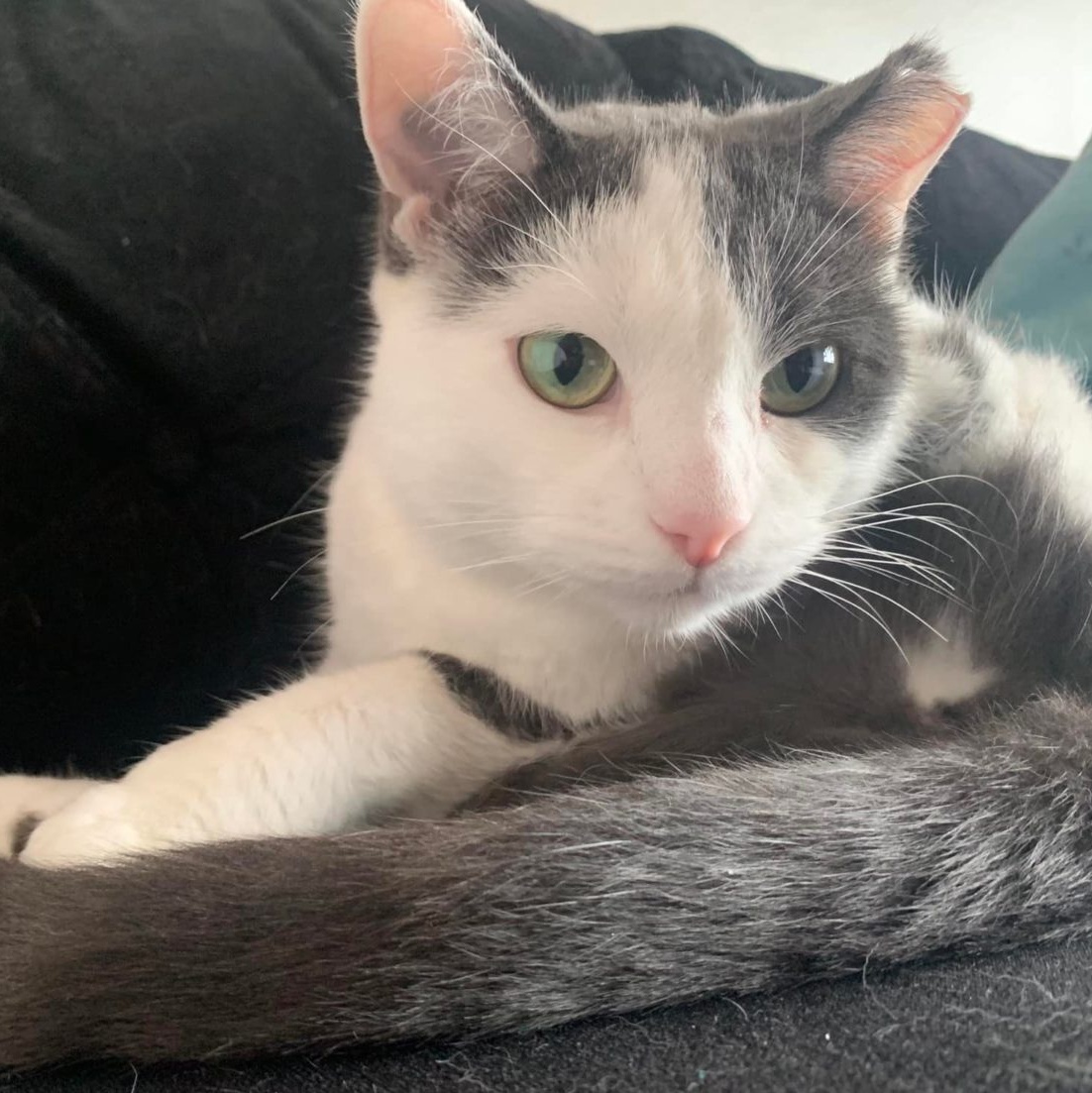 Enlarge Felicity, a Adoptable mixed breed in Chicago, IL image 3/3