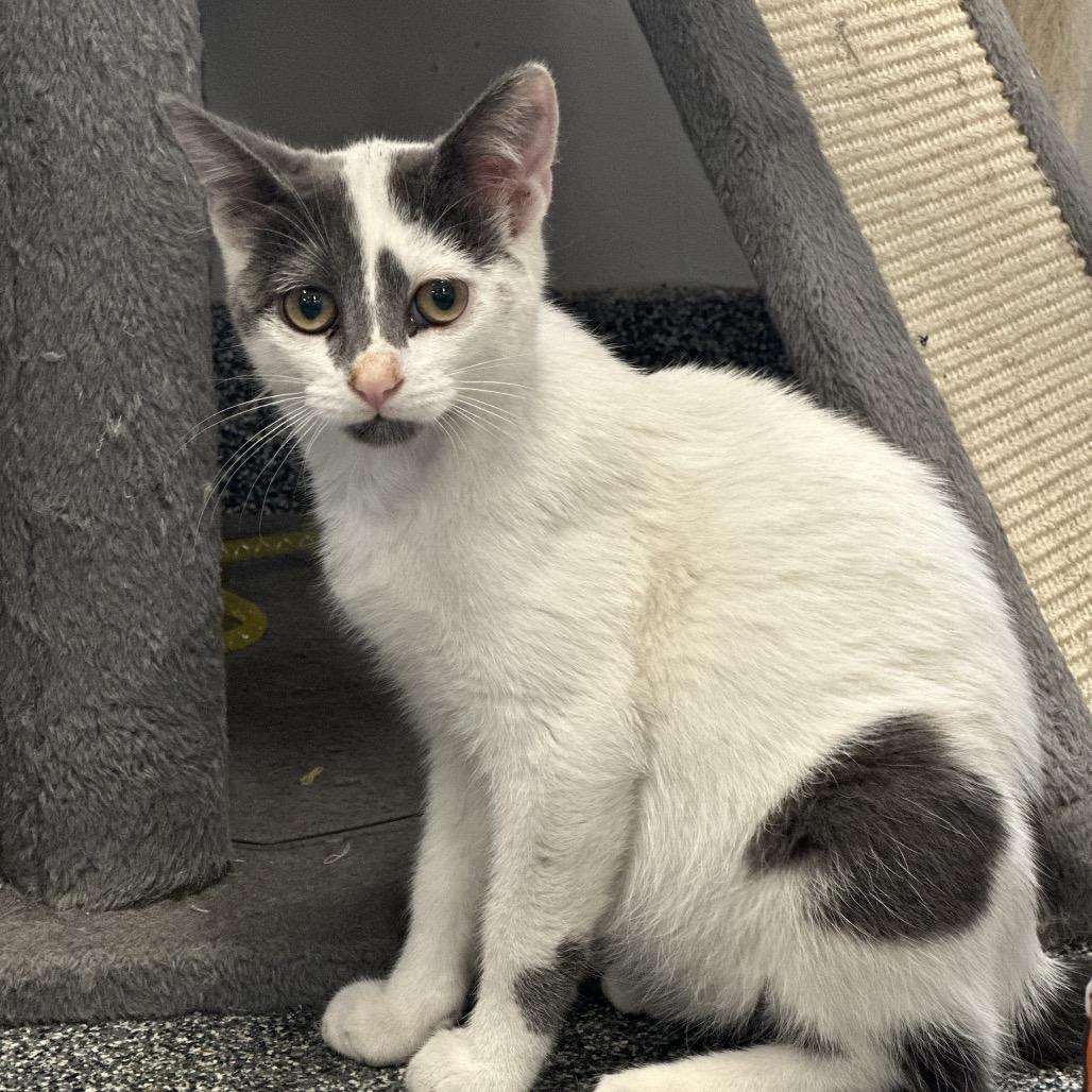 Enlarge Road Runner, a Adoptable Domestic Short Hair in Hinsdale, IL image 1/2