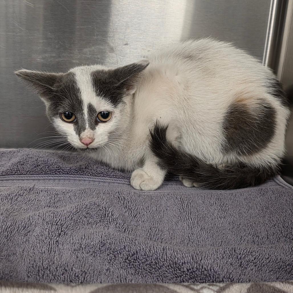 Enlarge Road Runner, a Adoptable Domestic Short Hair in Hinsdale, IL image 2/2