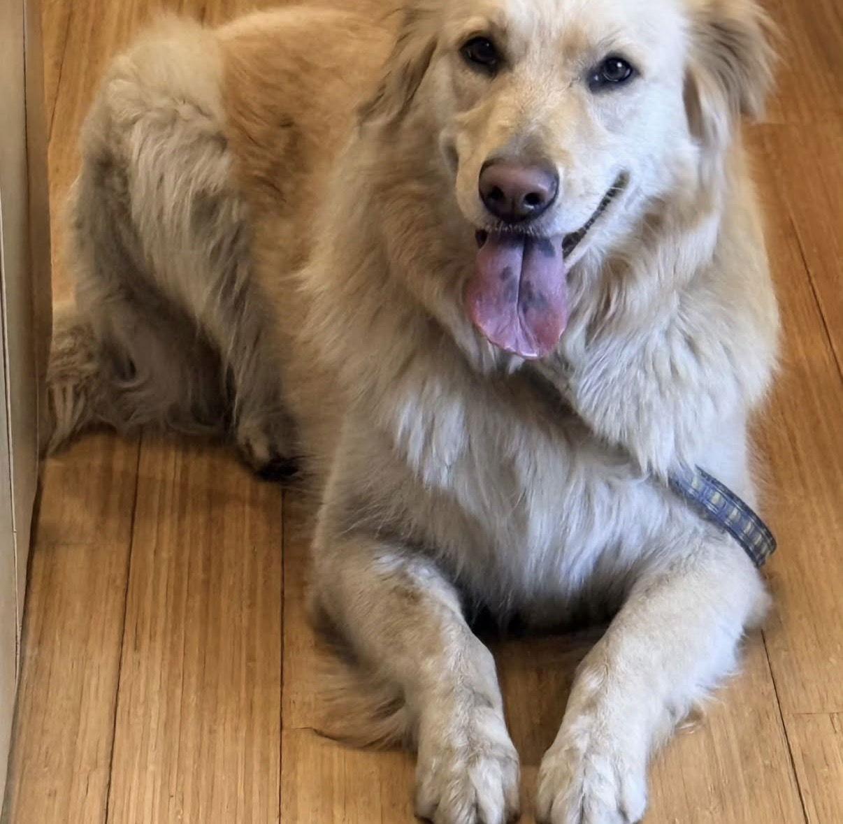 Enlarge Red (bonded with Sandy), a Adopted Golden Retriever in Los Angeles, CA image 2/3