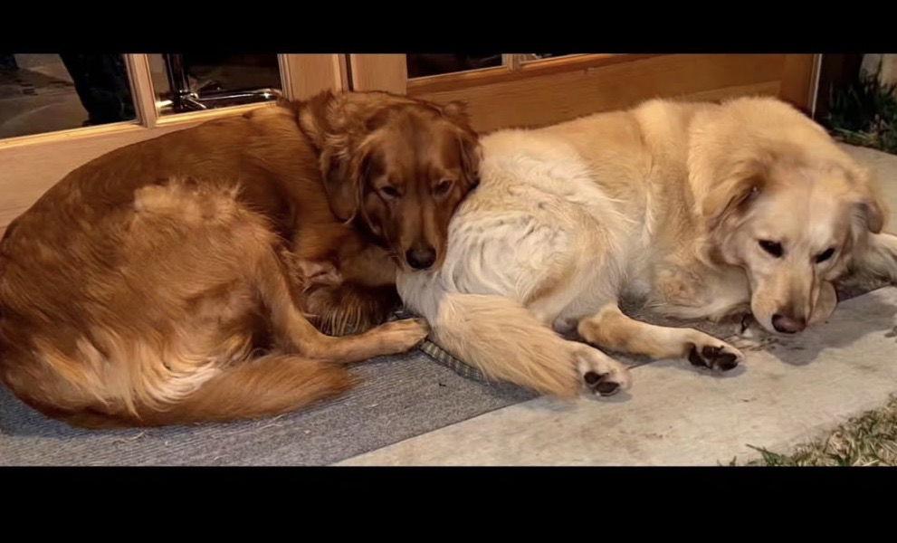 Enlarge Red (bonded with Sandy), a Adopted Golden Retriever in Los Angeles, CA image 3/3