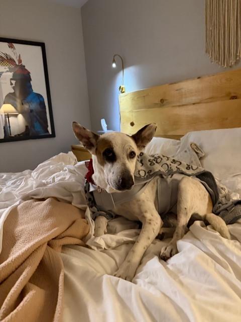 Pirate, Adoptable, Adult Male Basenji.