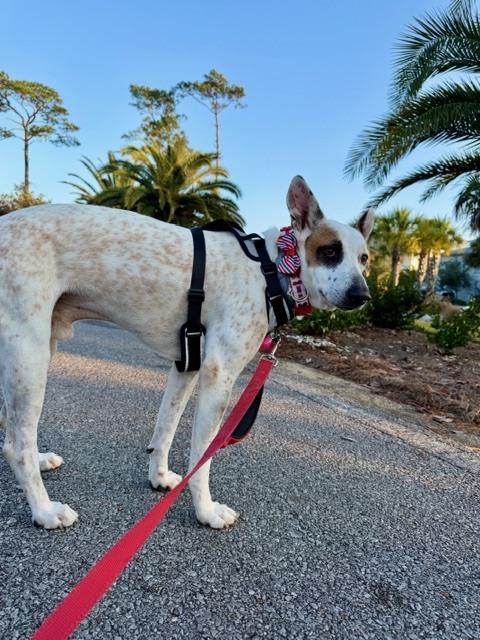 Enlarge Pirate, a Adoptable mixed breed in Louisa, VA image 2/6