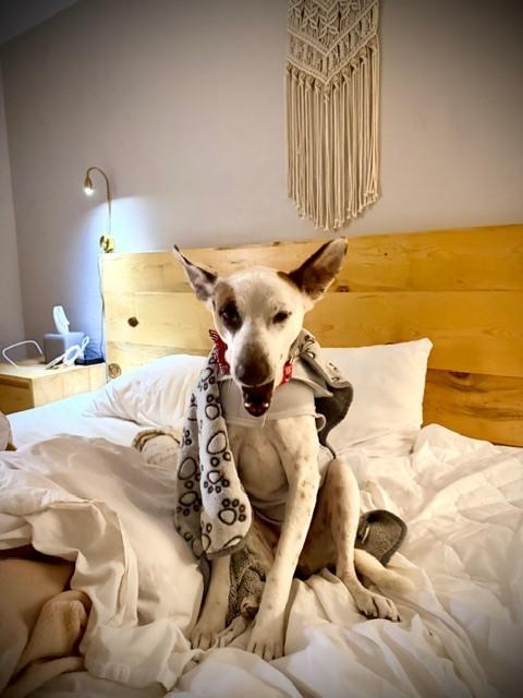 Enlarge Pirate, a Adoptable mixed breed in Louisa, VA image 3/6