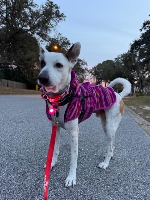 Enlarge Pirate, a Adoptable mixed breed in Louisa, VA image 4/6