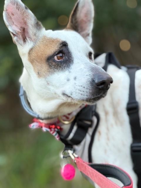 Enlarge Pirate, a Adoptable mixed breed in Louisa, VA image 6/6